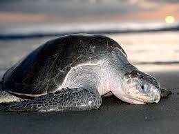 3. Hawksbill Sea Turtle.