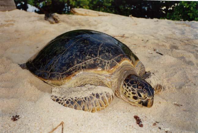 FINAL REPORT: MARINE TURTLE LANDING, HATCHING, AND PREDATION IN TIP Page 14 Genus: Lepidochelys Species: Olivacea Species Authority: (Eschscholtz, 1829) Common Name: Olive ridley turtle Local Name: