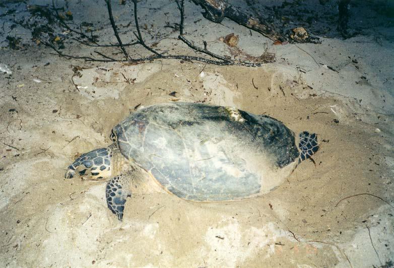 FINAL REPORT: MARINE TURTLE LANDING, HATCHING, AND PREDATION IN TIP Page 15 The hawksbill turtle (Fig. 1.7) has a circumglobal distribution throughout tropical and subtropical waters of the Atlantic, Indian, and Pacific oceans.