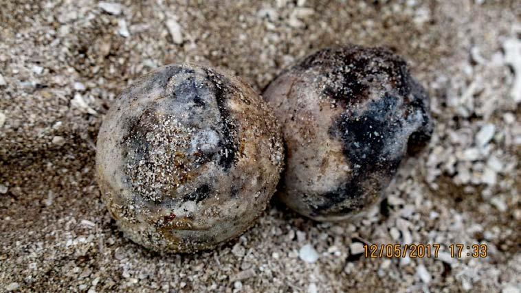 FINAL REPORT: MARINE TURTLE LANDING, HATCHING, AND PREDATION IN TIP Page 44 Figure 3.27: Unhatched eggs affected by fungi at a hatchery in TIP Photo credit: Sabah Parks. IV. DISCUSSION A.
