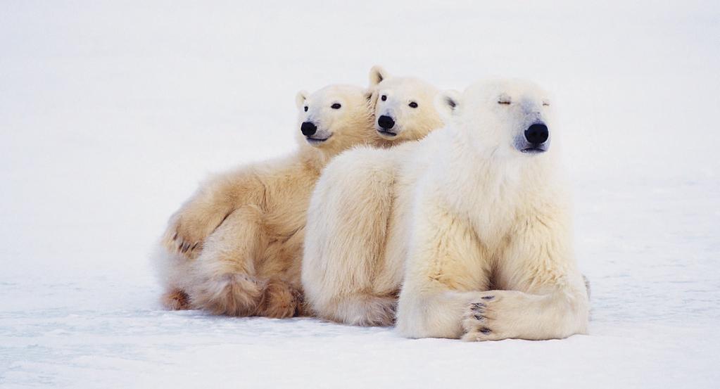 Origin and Evolution POLAR BEARS Also called the white bear, they are without a doubt Lords of the Arctic. Nevertheless, they are on the road to extinction. MILLIONS OF YEARS AGO.
