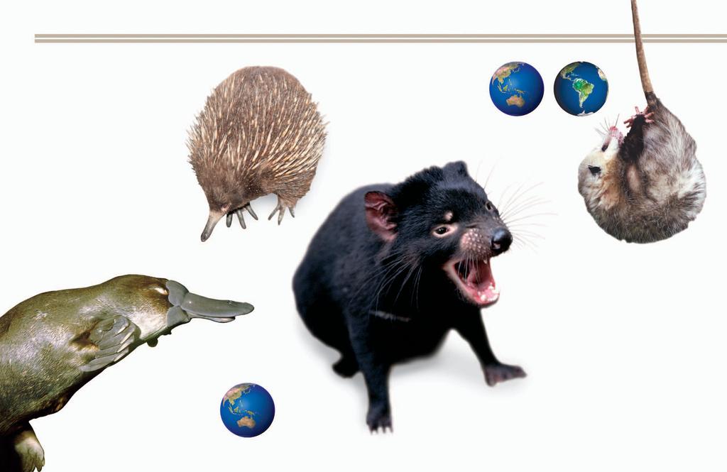 10 ORIGIN AND EVOLUTION MAMMALS 11 Names and Groups T he mammals class is divided into two subclasses: Prototheria, which lay eggs (like other classes such as birds), and Theria.