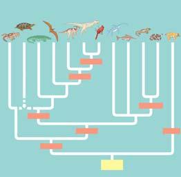 Mammals A phylogeny of amniotes Amniotes are named for the major derived character of the clade, the amniotic egg Parareptiles Turtles Crocodilians Pterosaurs Ornithischian dinosaurs Saurischian