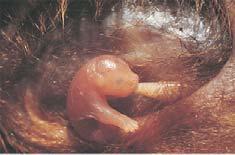 Monotremes Monotremes Are a small group of egg-laying mammals consisting of echidnas and the platypus Figure 34.