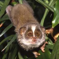 living primates The lemurs of Madagascar and the lorises and pottos of