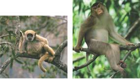 The fossil record indicates that monkeys First appeared in the New World (South America) during the Oligocene New World and Old World monkeys Underwent separate adaptive radiations during their many