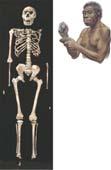 5 million years old, confirm that upright posture evolved quite early in hominid history. (c) An artist s reconstruction of what A. afarensis may have looked like. Figure 34.