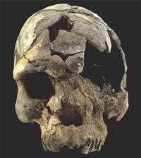 Neanderthals Neanderthals, Homo neanderthalensis Lived in Europe and the Near East from 200,000 to 30,000 years ago Homo sapiens Homo