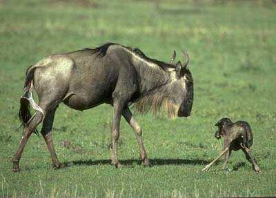 after birth wildebeest Altricial young