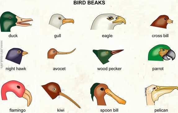 Bird Diversity Bird beaks: different types of birds mouths, made up of jaws covered by horny mandibles. They do not contain teeth. Duck: sieve-like, used for filtering. Gull: omnivore, has many uses.