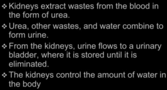 From the kidneys, urine flows to a urinary bladder, where it is stored until it is eliminated.