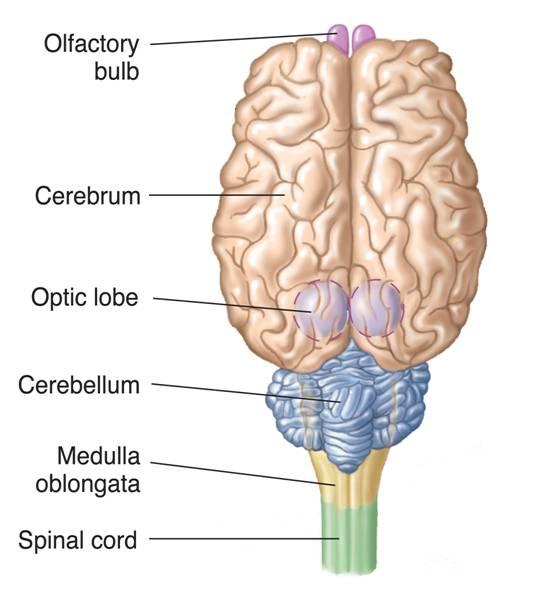 the cerebral cortex which is the center of thinking and other complex behaviors.