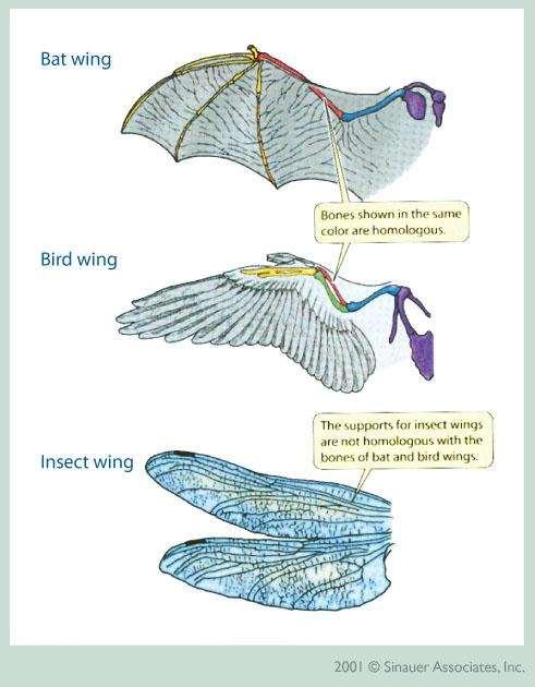 Example of Homoplasy The wings of birds and flies look similar on the outside and serve the same function flight But the