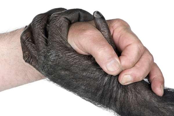 Five digit hand is an ancestral trait inherited from a common distant ancestor Can