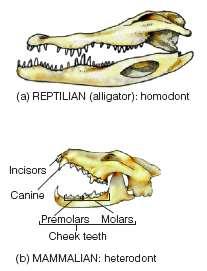 Reptilian teeth (top) are homodont Mammals are heterodont, they