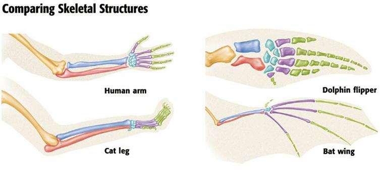 Example of homology Basic structure is the same two lower limb bones - radius and ulna; five digit hand with carpal and metacarpal