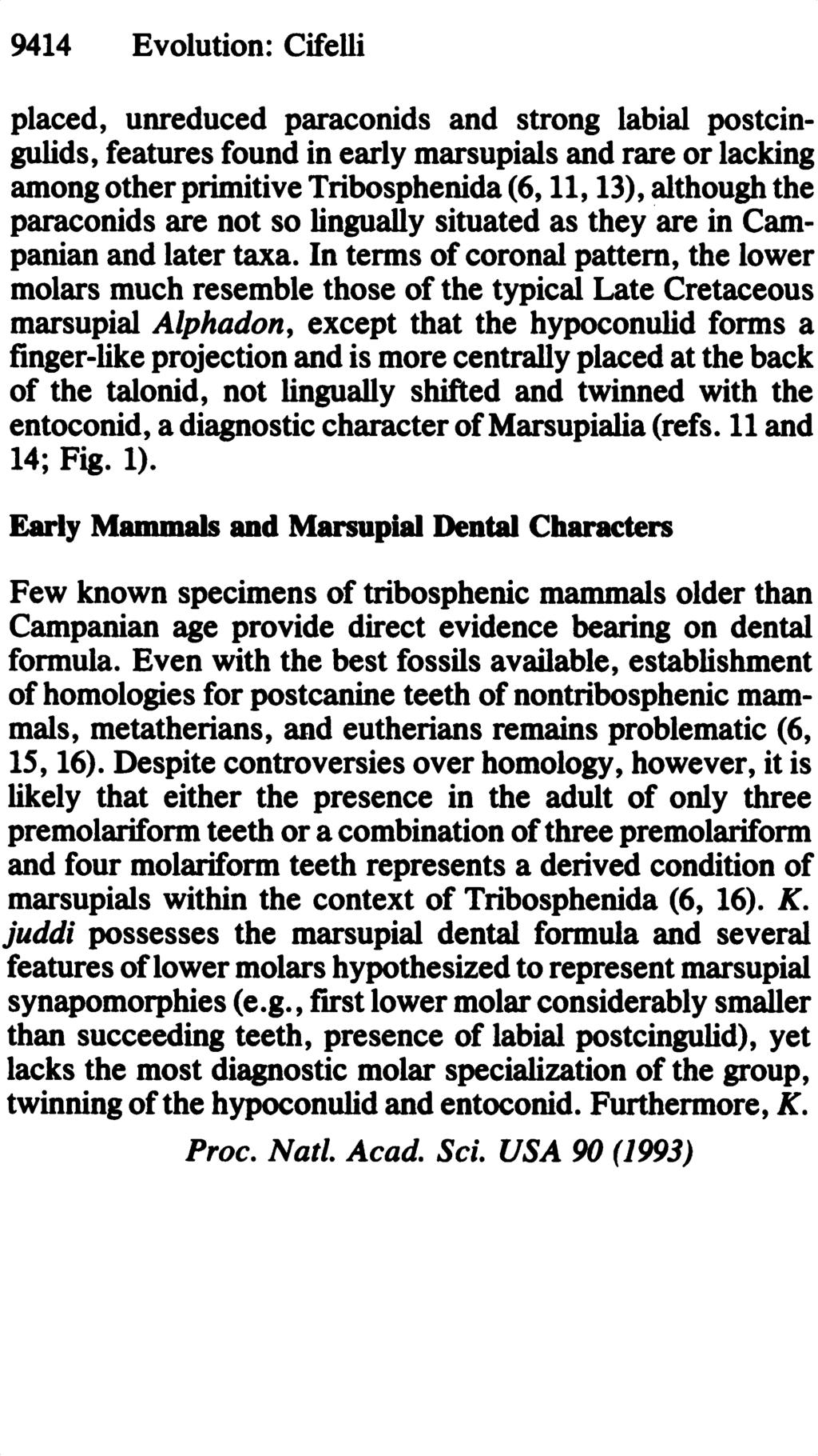 9414 Evolution: Cifelli placed, unreduced paraconids and strong labial postcingulids, features found in early marsupials and rare or lacking among otherprimitive Tribosphenida (6, 11, 13), although
