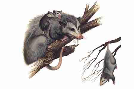 Virginia Opossum (Didelphis virginiana) ORDER: Didelphimorphia FAMILY: Didelphidae FIELD GUIDE TO NORTH AMERICAN MAMMALS The Virginia opossum, the only marsupial found north of Mexico, is an
