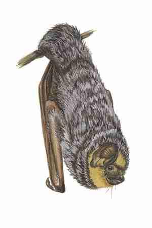 Hoary Bat (Lasiurus cinereus) FIELD GUIDE TO NORTH AMERICAN MAMMALS FAMILY: Vespertilionidae Hoary bats are found from northern Canada all the way to