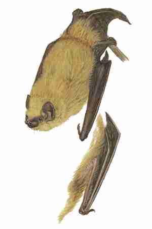 FIELD GUIDE TO NORTH AMERICAN MAMMALS Southern Yellow Bat (Lasiurus ega) FAMILY: Vespertilionidae A strong flier with yellowish fur, the southern yellow bat is a lowland species, adapted to both dry