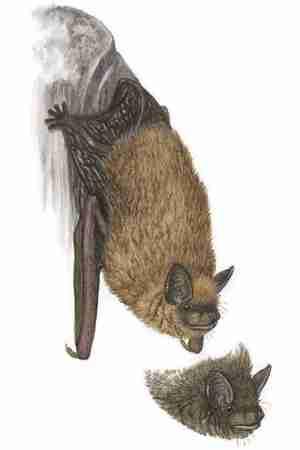 Cave Myotis (Myotis velifer) FIELD GUIDE TO NORTH AMERICAN MAMMALS FAMILY: Vespertilionidae The cave myotis, one of the larger myotis species, has a stubby nosed appearance.