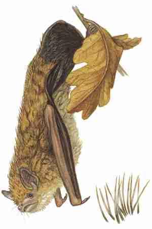Eastern Pipistrelle (Pipistrellus subflavus) FAMILY: Vespertilionidae FIELD GUIDE TO NORTH AMERICAN MAMMALS Not as small as its western cousin, the eastern pipistrelle weighs in at 6 to10 g and is