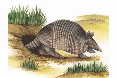 FIELD GUIDE TO NORTH AMERICAN MAMMALS Nine banded Armadillo (Dasypus novemcinctus) ORDER: Xenarthra FAMILY: Dasypodidae The tank like Nine banded Armadillo's range has greatly expanded northward in