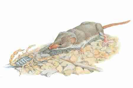 FIELD GUIDE TO NORTH AMERICAN MAMMALS Crawford's Gray Shrew (Notiosorex crawfordi) ORDER: Insectivora FAMILY: Soricidae These shrews live in deserts, but they seek out moister microhabitats within