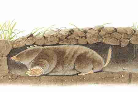Eastern Mole (Scalopus aquaticus) ORDER: Insectivora FAMILY: Talpidae FIELD GUIDE TO NORTH AMERICAN MAMMALS Eastern Moles have the widest distribution of any North American mole, and are common