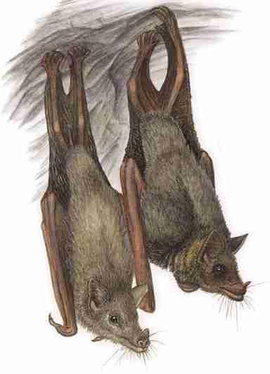 FIELD GUIDE TO NORTH AMERICAN MAMMALS Mexican Long nosed Bat (Leptonycteris nivalis) FAMILY: Phyllostomidae Conservation Status: Endangered.