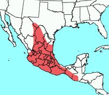 Then it migrates southward into Mexico, where it lives in pine oak forests and deserts. It may be the main pollinator of a plant that has economic value in Mexico, the pulque plant.