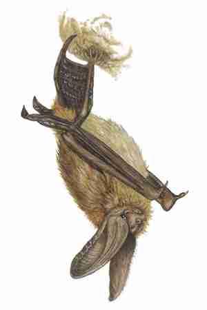 FIELD GUIDE TO NORTH AMERICAN MAMMALS Townsend's Big eared Bat (Corynorhinus townsendii) FAMILY: Vespertilionidae Conservation Status: Vulnerable.