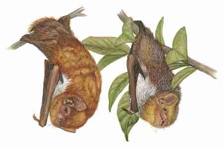 Red Bat (Lasiurus borealis) FIELD GUIDE TO NORTH AMERICAN MAMMALS FAMILY: Vespertilionidae Common and widespread from far southern Canada throughout most of the United States and Mexico, and farther
