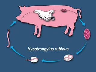 Hyostrongylus rubidus Most