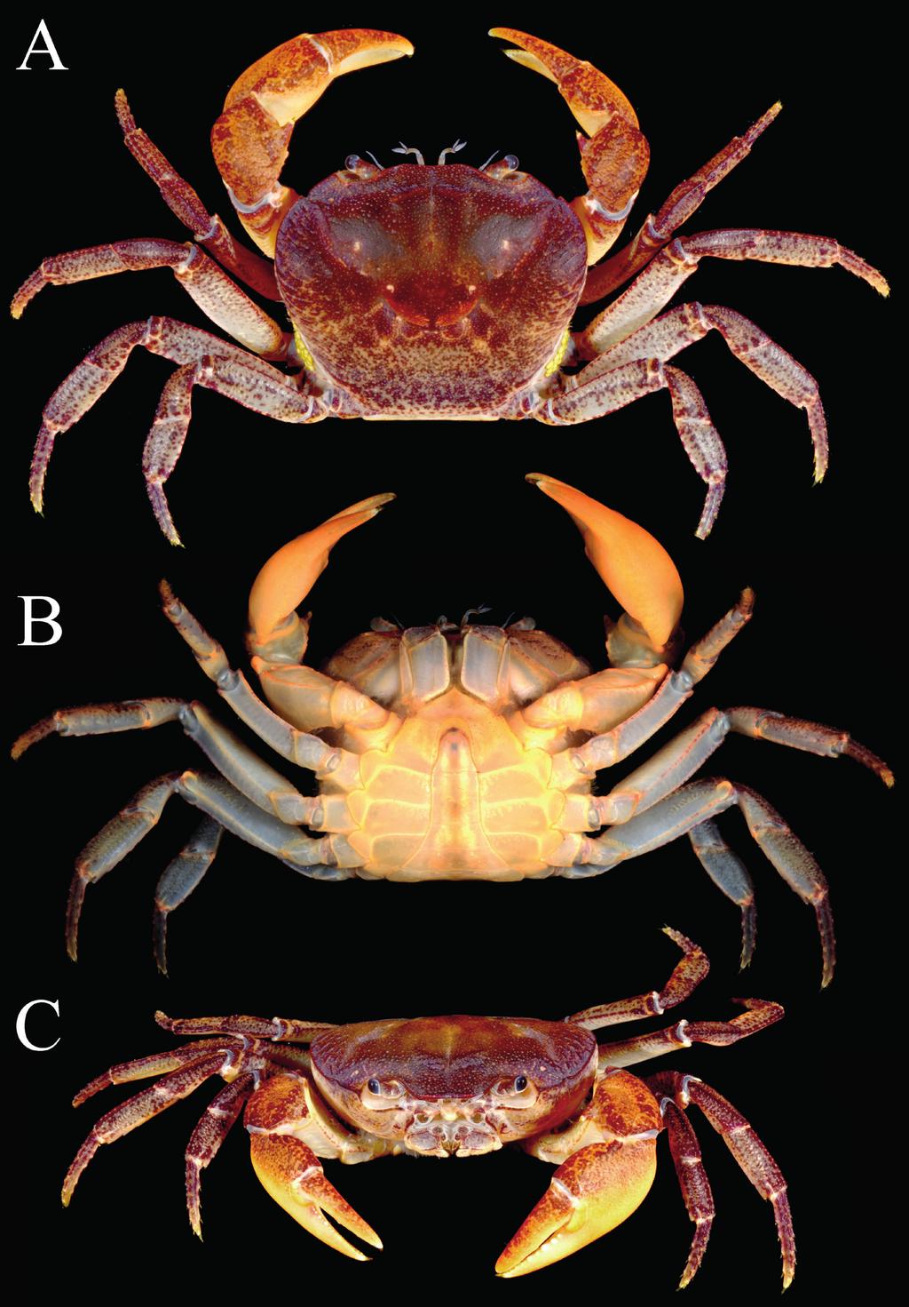 Ng and Anker Figure 1. Sundathelphusa tuerkayi, new species, colour in life, paratype, male (24.0 18.9 mm) (ZRC 2014.0854), Lombok, Indonesia.