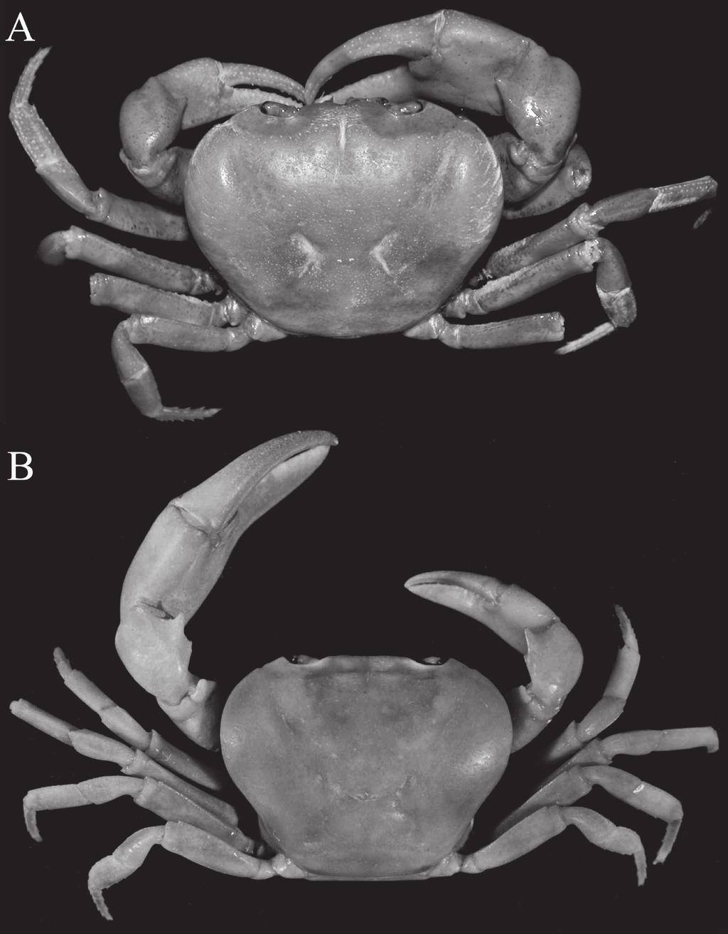 Figure 2. A, Sundathelphusa tuerkayi, new species, holotype, male (34.7 26.5 mm) (SMF 1799a), Lombok, Indonesia.