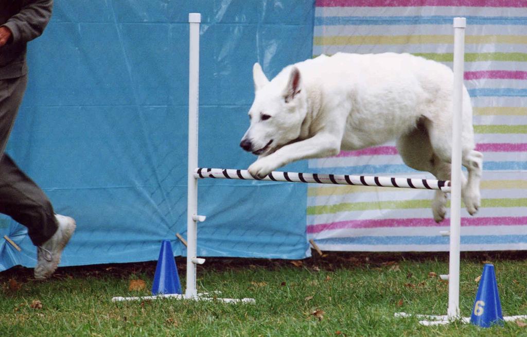 Date: August 1, 2005 Page: 8 WHITE SHEPHERD SPOTLIGHT Kyra at an agility trial Owned by Judy Huston Sept. 20, 1995 June 26, 2005 Kyra's Story We brought Kyra home when she was eight weeks old.