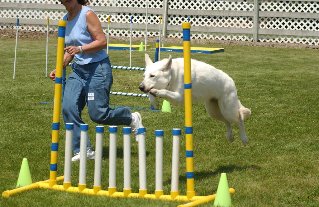 UWSC Newsletter Page: 10 Kyra's Story con... Kyra doing Agility in Flatrock grateful I got to be the one she picked to share her journey. What a trip it was.