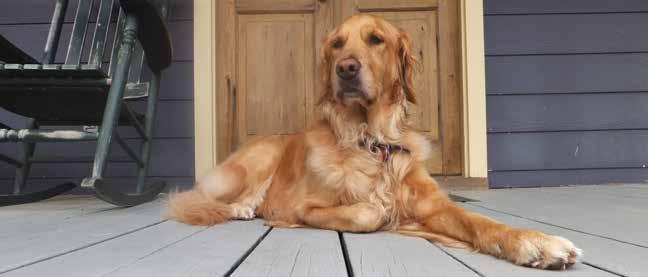 25 TRAINING QUESTIONS Hooray! By this time your dog has been trained on the Dog Guard Fence. Your pet now has a basic idea of his new boundaries.
