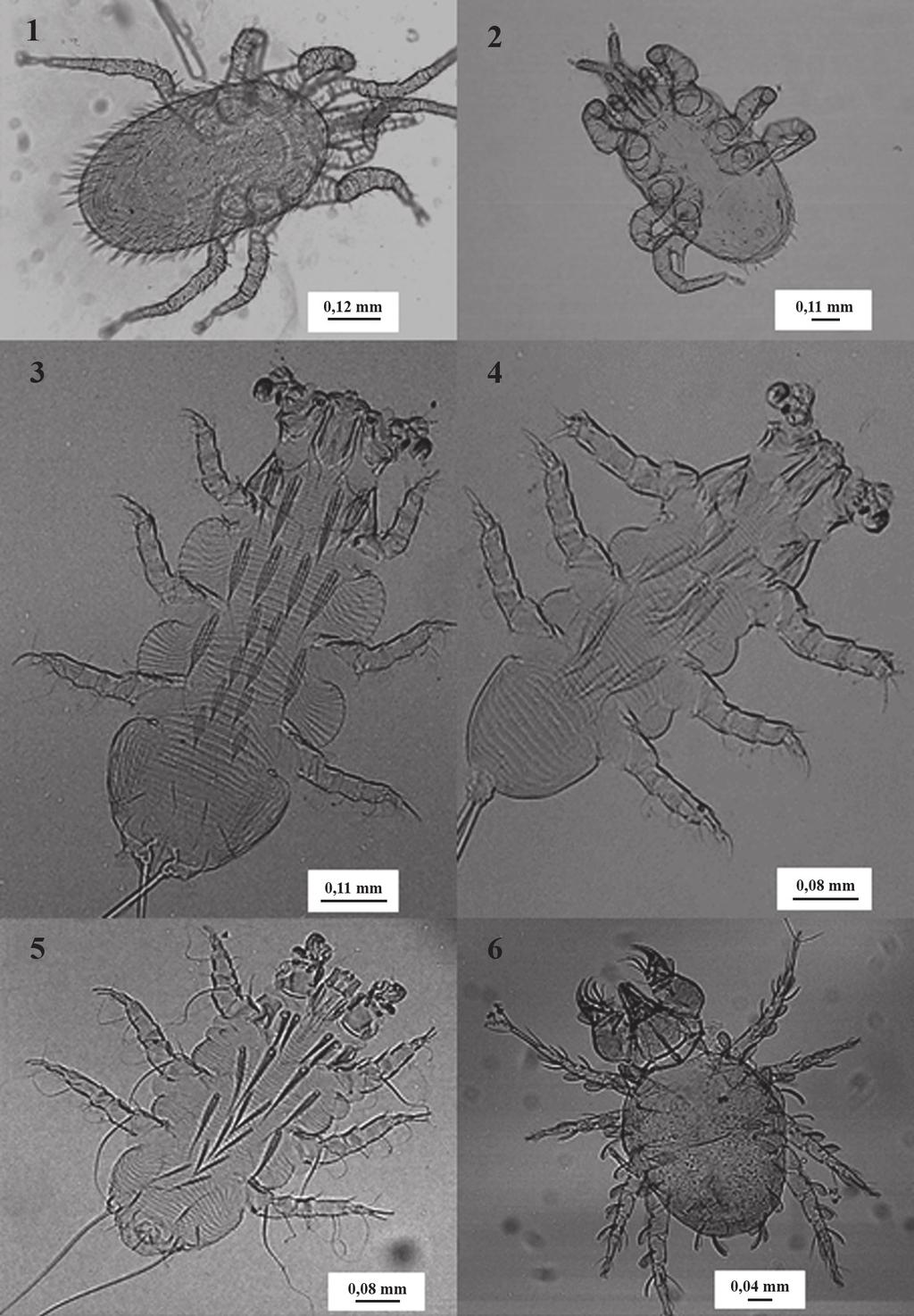 Geographic variation in ectoparasitic mites diversity in Tadarida brasiliensis... 453 Figs 1-6, ectoparasitc mites of Tadarida brasiliensis (Geoffroy, 1824).