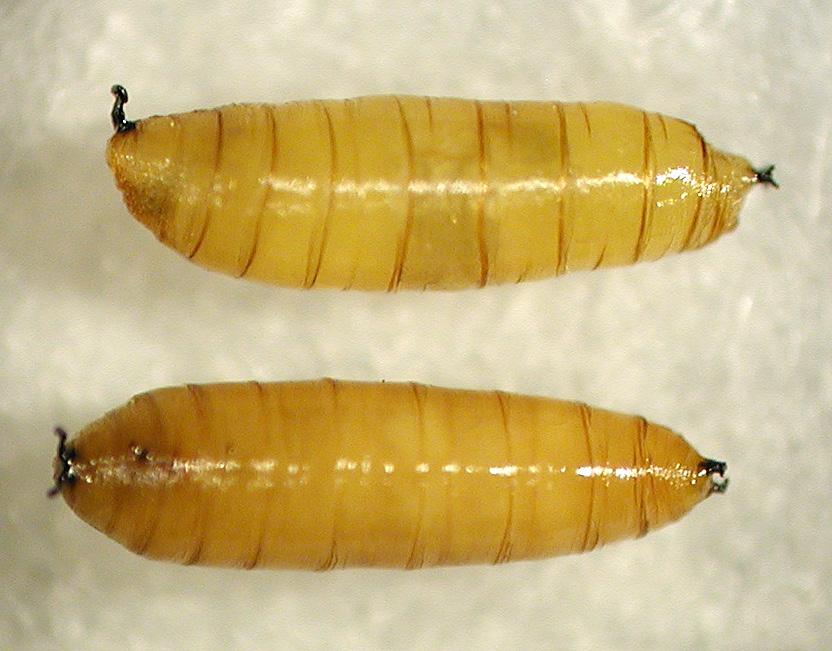 Fig. 4. Larva of Ophiomyia kwansonis. Fig. 5.