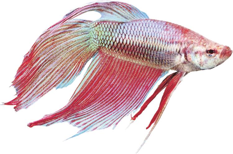 Caudal Peduncle Dorsal Fin Lateral Line The Betta Caudal (Tail) Fin Anal Fin Scales Gill Cover