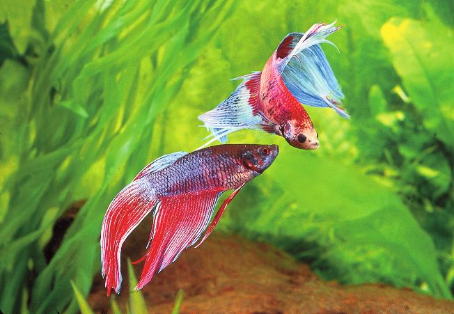 Chapter 1 The Jewel of the Orient 15 These two males are squaring off. Only one male Betta should be kept in an aquarium. habitats often make the best companions.