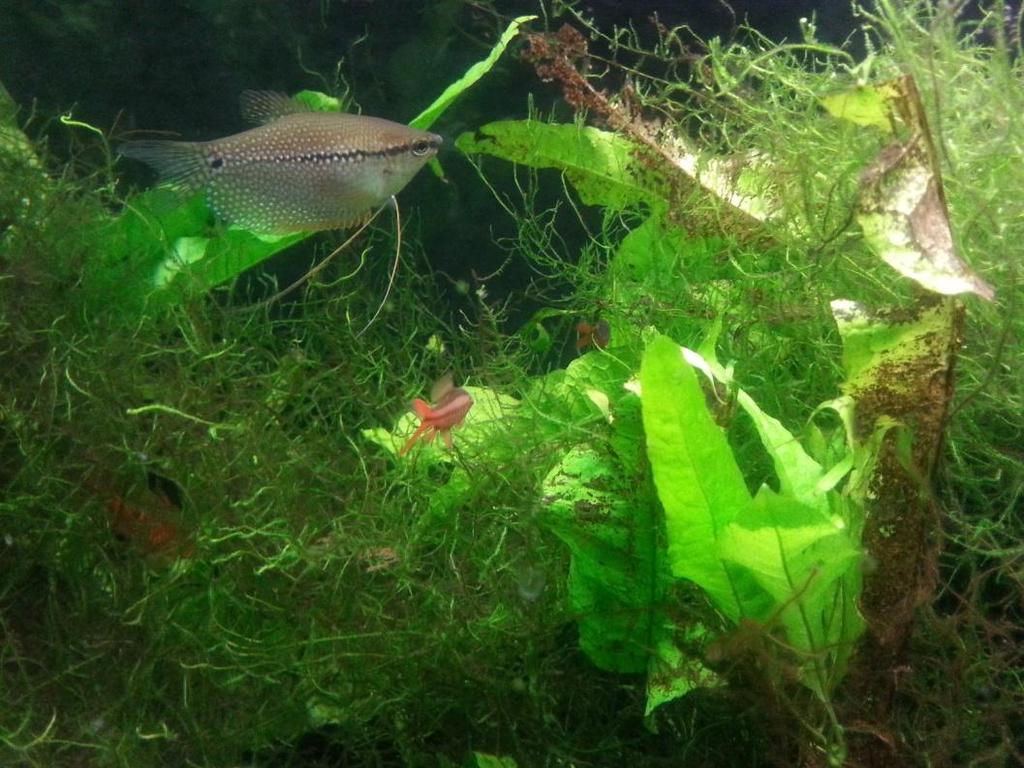 aquariums that have not had water changes in months, or they were put in with too