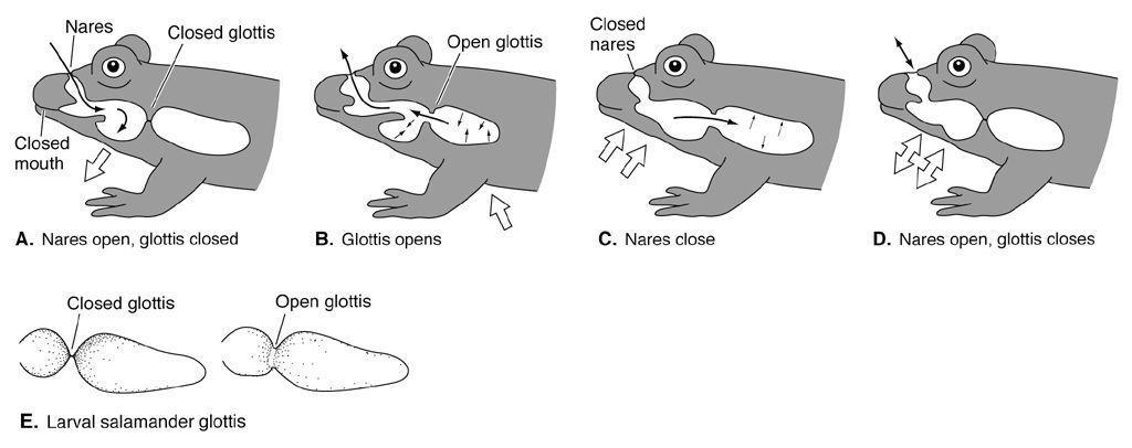 ventilation Lepidosaurs use Expansion of thoracic cavity creates negative pressure Inhalation In