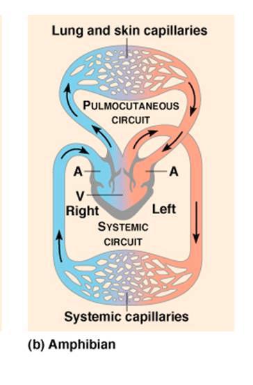 through the vessels to: Lungs/gills Organs Muscles Transports & Mammalian circulation ignore the details Pough et al 2004, Fig 7-7 McGraw-Hill pattern depends on gas exchange structure Gills (larval