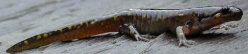 Salamanders and Newts Have elongated bodies with a tail & 4 limbs Smooth, most skin for cutaneous respiration Less able to stay on dry land than frog and toads Nocturnal when live in drier areas