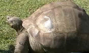 Galapagos Tortoise Spotted Turtle Dome shaped shell helps to retract head & limbs in tortoises Water-dwelling