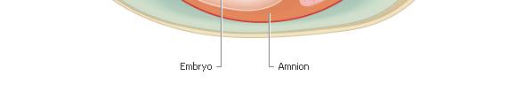 An amniotic egg has four