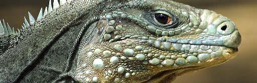 A vertebrate dry, scaly skin lungs 31-1 Reptiles What is
